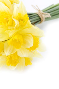 Close-up of yellow flower against white background