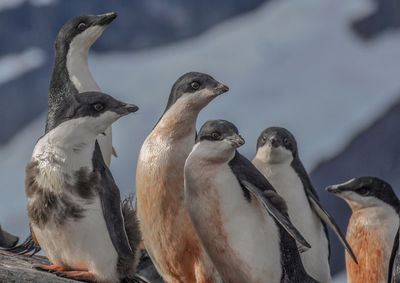 Adelie penguins on rock