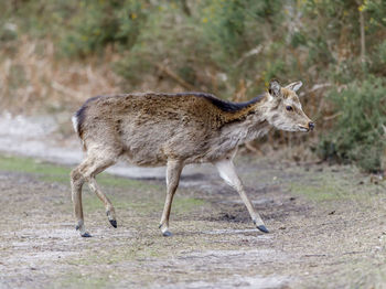 Young sika deer.