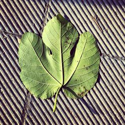 Close-up of plant leaf during autumn