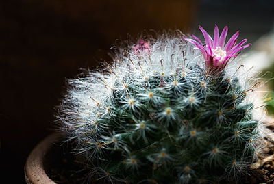 Close-up of cactus plant