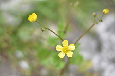 Close-up of yellow flowering plant