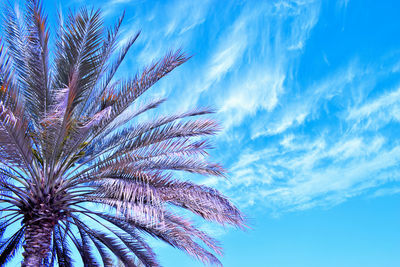 Low angle view of palm tree against blue sky