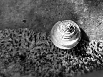 Close-up of snail on sand