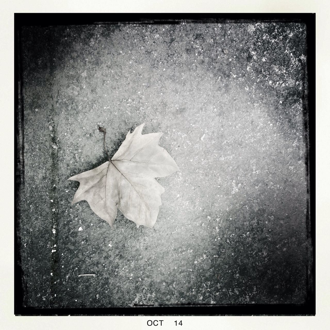 transfer print, auto post production filter, close-up, high angle view, leaf, dry, studio shot, wet, water, textured, no people, nature, fragility, directly above, drop, natural pattern, season, indoors, still life