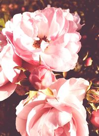 Close-up of pink flowers