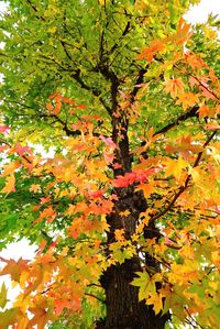 Low angle view of tree during autumn