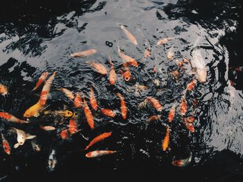 High angle view of koi carps swimming in lake