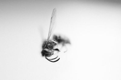 Close-up of insect on white background