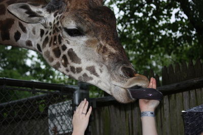 Close-up of giraffe licking woman hand against tree