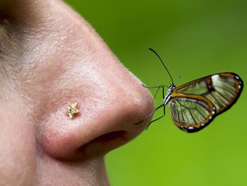 Closeup of a glasswing butterfly greta oto resting on nose in vilcabamba, ecuador.