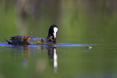 The eurasian coot with the offspring from crna mlaka