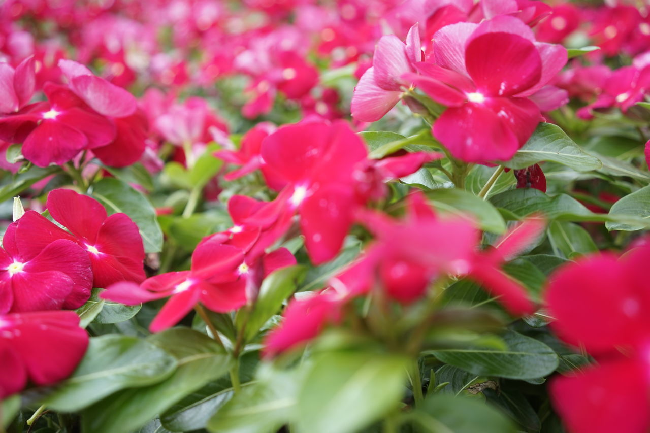 CLOSE-UP OF PINK FLOWERS BLOOMING