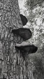 Close-up of tree trunk