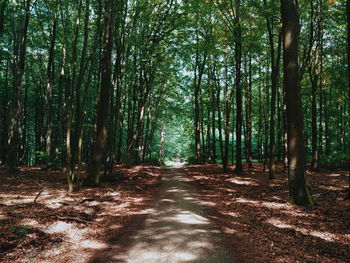 Dirt road amidst trees in forest