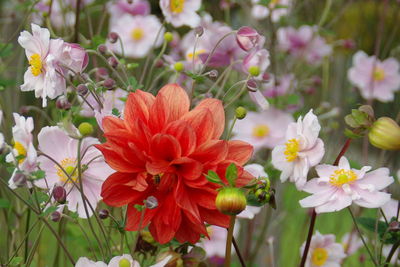 Close-up of pink flowering plants