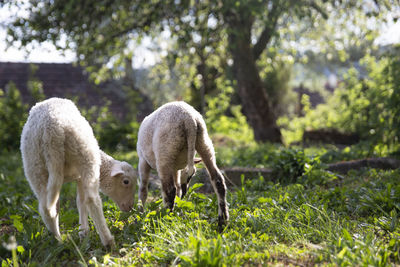 Sheep in a field