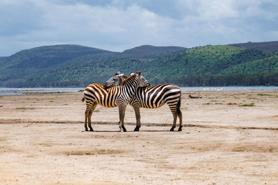 Two zebras hugging at lake nakuru national park, kenya on a sunny day