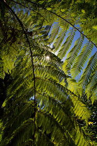 High angle view of trees in forest