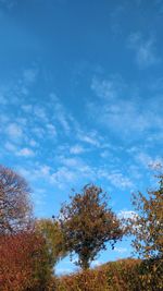 Low angle view of trees against blue sky