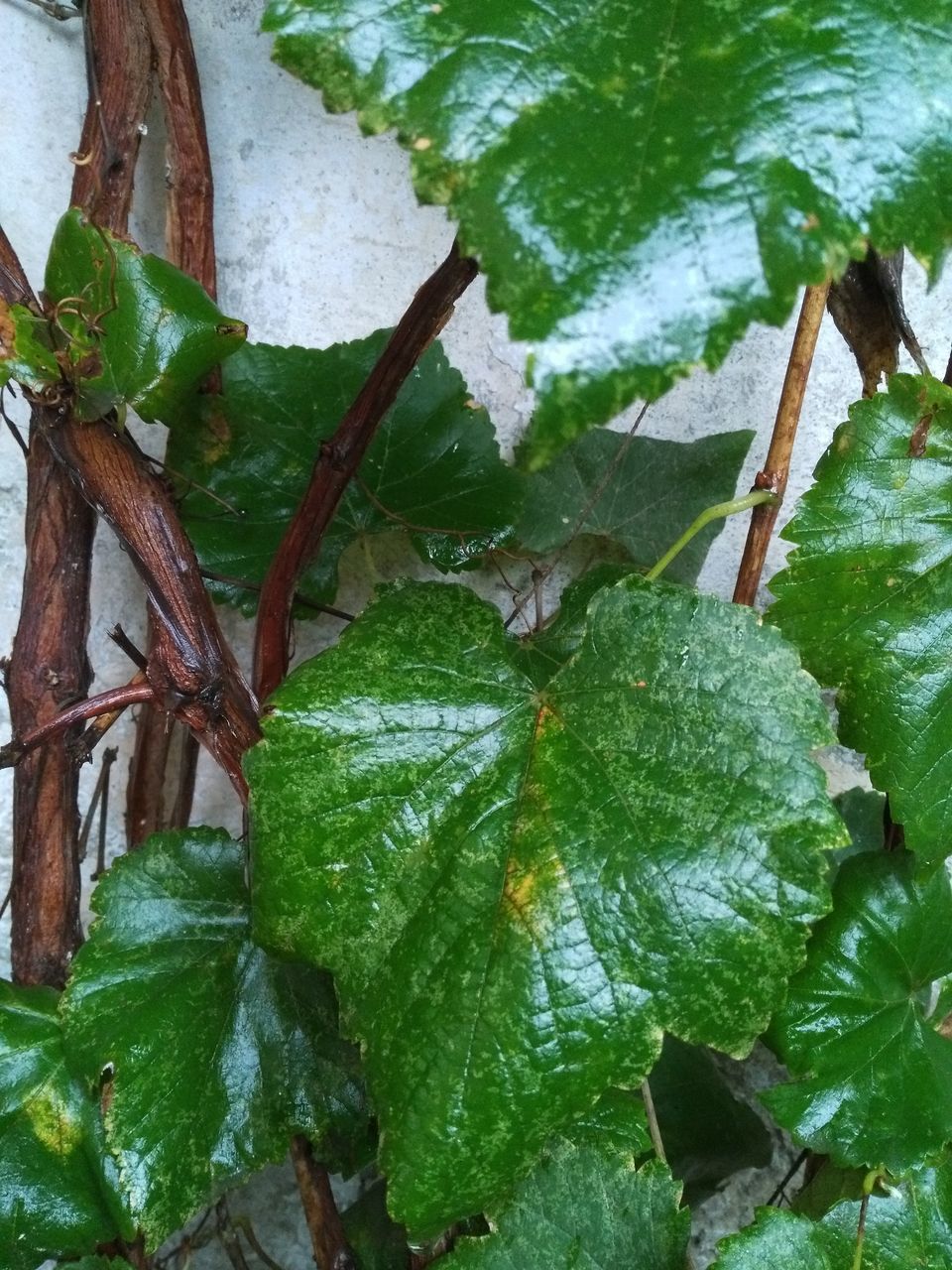 leaf, green color, tree, growth, close-up, plant, nature, green, branch, day, outdoors, tranquility, fragility, beauty in nature, no people, plant life