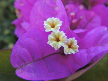 Close-up of purple flowers