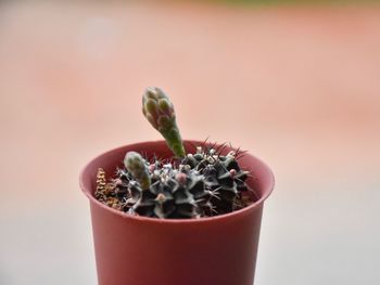 Close-up of potted plant