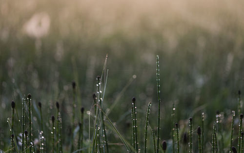 Close-up of dew on grass