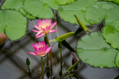 Close-up of pink water lily in lake