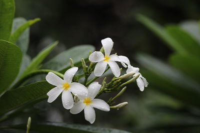 Close-up of white flowering plant