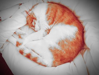 High angle view of dog sleeping on bed at home