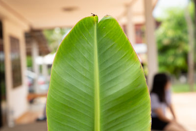 Close-up of green leaves