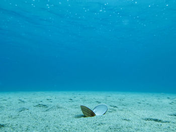 Fish swimming in sea