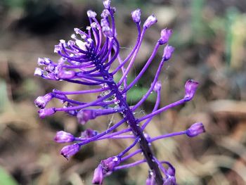 Close-up of purple flowering plant