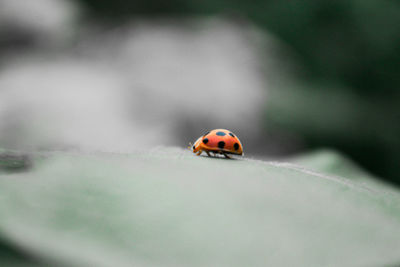 Close-up of ladybug on leaf