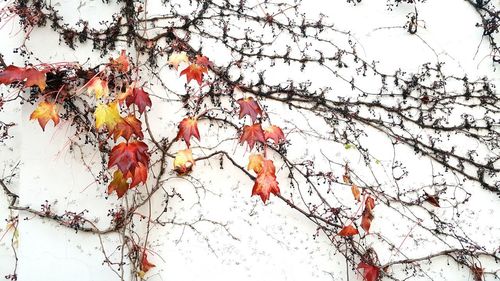 Low angle view of tree against sky during winter