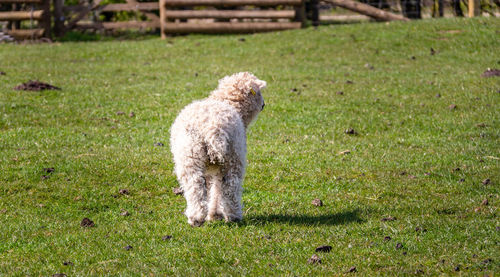 Dog in field 