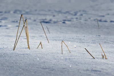 Straws in snow covered frozen lake