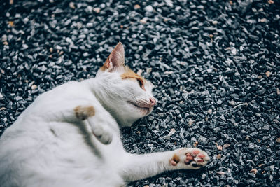 High angle view of cat looking away