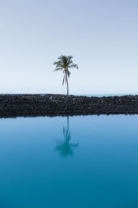 Scenic view of palm trees against clear sky