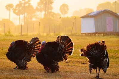 Turkey hen on field