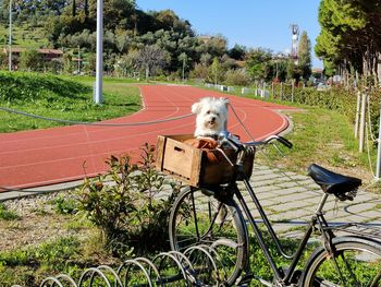 View of a dog with bicycle