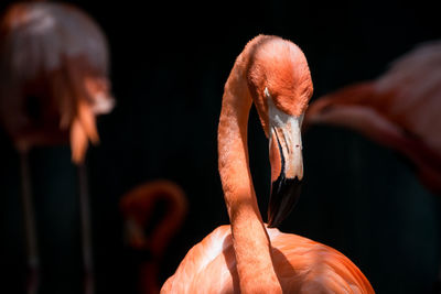 Close-up of flamingo