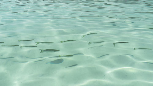 Full frame shot of rippled water