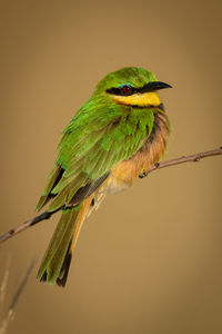 Little bee-eater on diagonal branch facing right