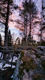 Trees in forest during winter