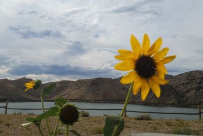 Close-up of sunflower blooming by lake against sky