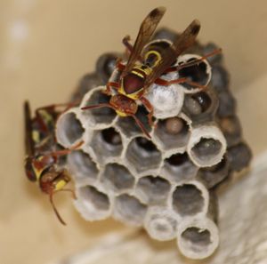 Close-up of bee on leaf