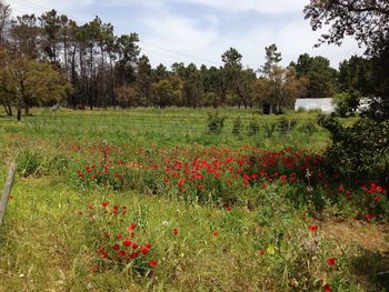 Plants growing on field