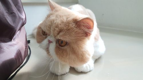 Close-up of a cat looking away